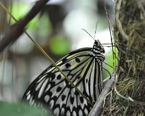 Papillon noir et blanc Bohol